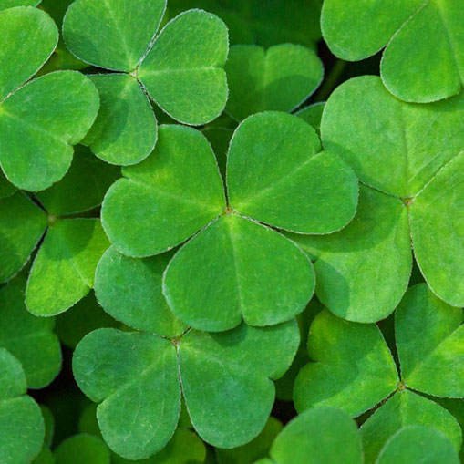 St. Patrick's Day