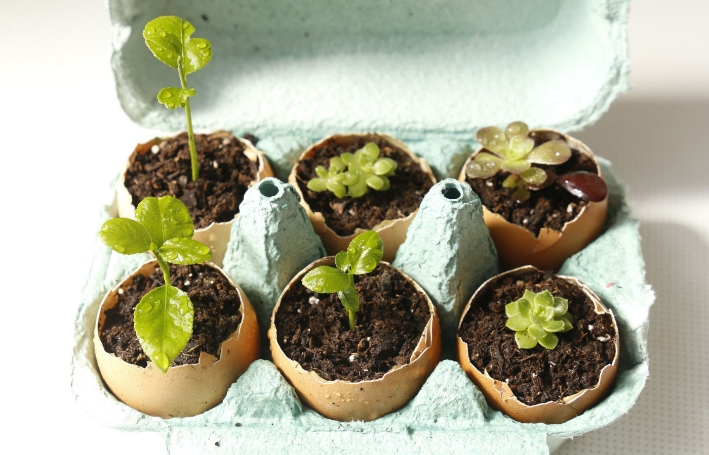 Eggshell Seedlings